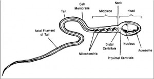 Figure 1-11. Structure of the sperm.