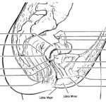 Figure 1.1 The Female Reproductive Organs. Sagittal Section