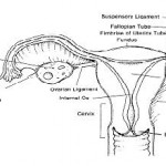 Figure 1-2. Anterior view of the uterus and related structures.