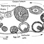 Figure 1-4. Human ovary.