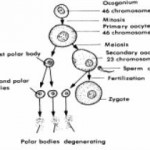 Figure 1-5. The process of oogenesis.