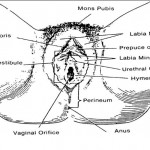 Figure 1-6. External female genitalia.