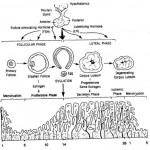 Figure 1-7. Menstrual cycle.
