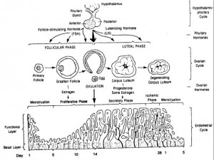 Figure 1-7. Menstrual cycle.