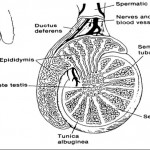 Figure 1-9. Structure of the testes.