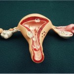 Uterus, Tubes, Ovaries and Vagina