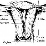 Figure 1-3. Walls of the uterus.