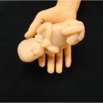 22 Week Fetus Model