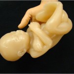32 Week Fetus Model