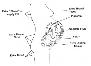 Figure 9-1. Distribution of normal weight gain.