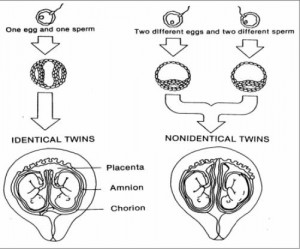 Figure 2-11. Development of twin fetuses.