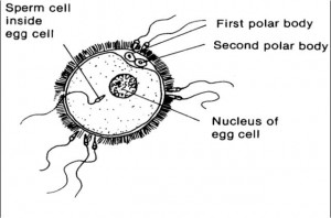 Figure 2-2. Sperm and ovum.