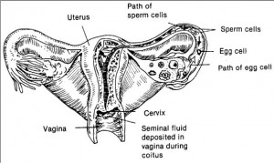 Figure 2-3. Travel of sperm to ovum.