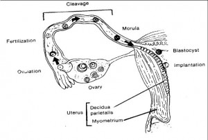 Figure 2-4. Events of fertilization and implantation.