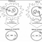 Figure 2-5. Genetic determination of sex.