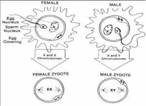 Figure 2-5. Genetic determination of sex.