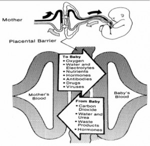 Figure 2-6. The placental circulation.