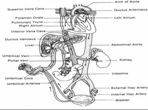 Figure 2-9. Fetal circulation before birth.