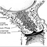 Figure 3.3 Cervix with Mucous Plug