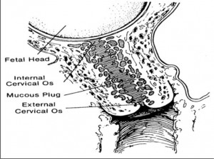 Figure 3.3 Cervix with Mucous Plug