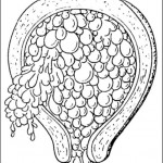 Figure 3.4 Hydatidiform Mole