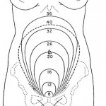 Figure 5-1. Appproximate height of the fundus at various weeks of pregnancy.