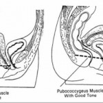Figure 7-6. Muscles of the perineal area.