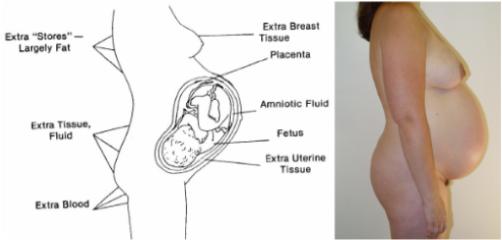 Figure 9-1. Distribution of normal weight gain.