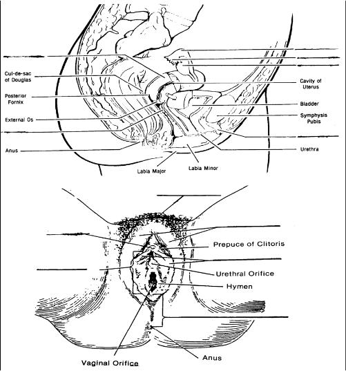 Male Reproductive System Quiz