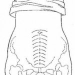 Figure 6-1. Height of the uterus after delivery.