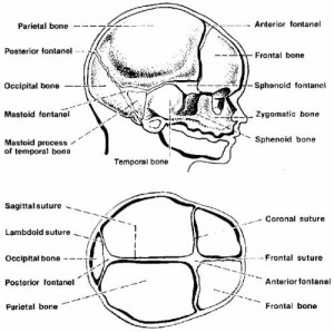 Figure 7-3. Infant's skull.