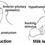 Figure 9-5. Maternal breast-feeding reflexes.