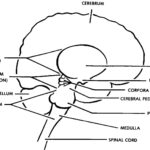 Figure 2-1. The brainstem.