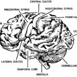 Figure 2-2. Human brain, lateral view.