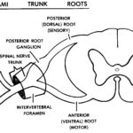 Figure 2-4. Spinal nerve.