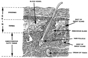 Figure 2-1. Structure of the skin and underlying subcutaneous layer.