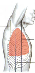 Figure 3-5. Landmarks for chest tube insertion