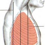 Figure 3-5. Landmarks for chest tube insertion