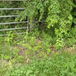 Weeds and bushes around the gate, 2 weeks after initial treatment with Roundup