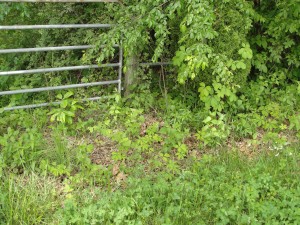 Weeds and bushes around the gate, 2 weeks after initial treatment with Roundup