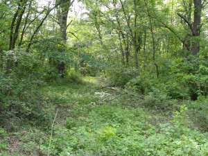 The "Meadow" portion of the Timber Pasture on May 22, 2014