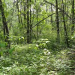 The Underbrush in the Forest was Extensive