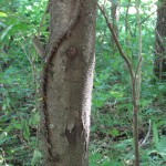 An Unpleasant Combination: Honey Locust with Thorns, and a Poison Ivy Vine