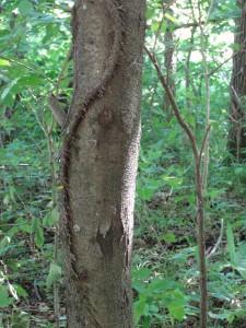 An Unpleasant Combination: Honey Locust with Thorns, and a Poison Ivy Vine