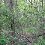 The Timber Pasture had become Virtually Impenetrable.