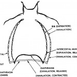 Figure 4-1. Actions of diaphragm and rib cage in breathing.