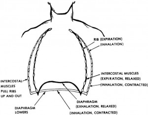 Figure 4-1. Actions of diaphragm and rib cage in breathing.