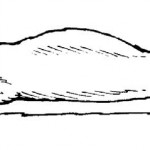 Figure 5-7. Placement of bladder on thigh.